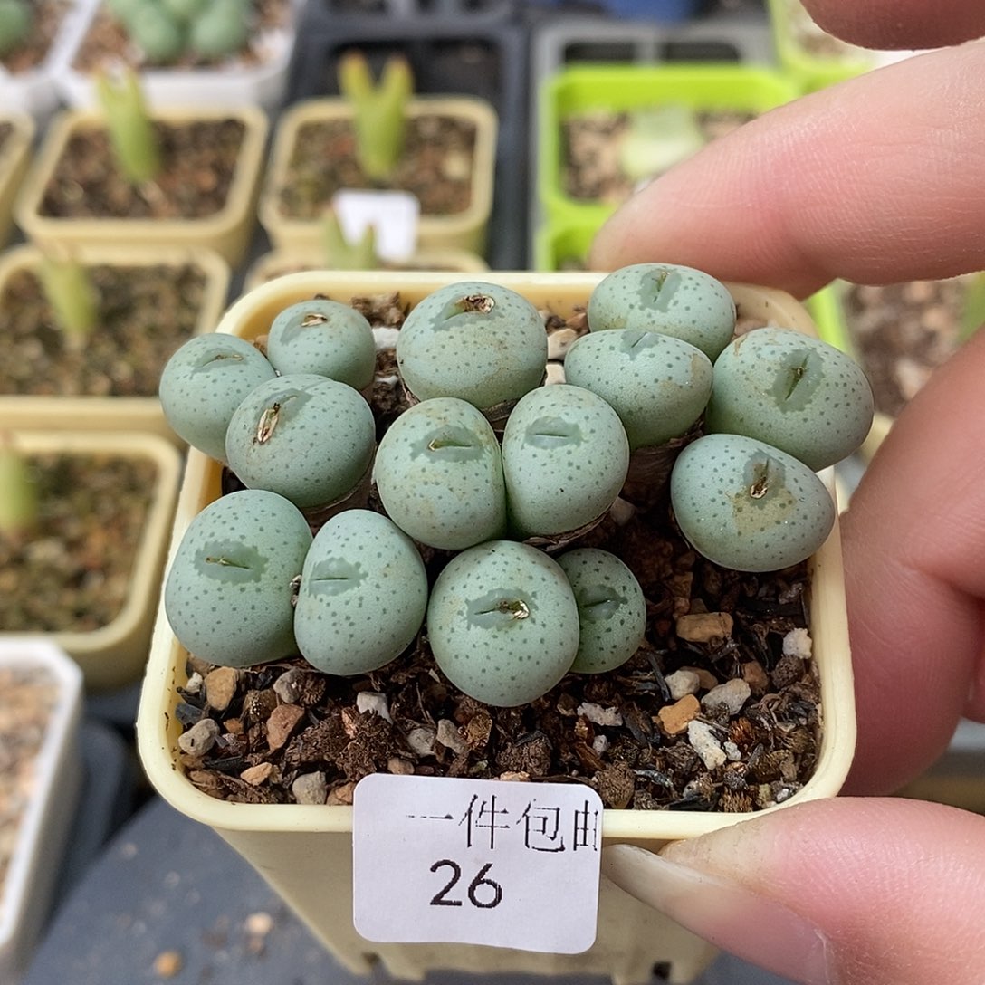 带嘴巴大饼群26号