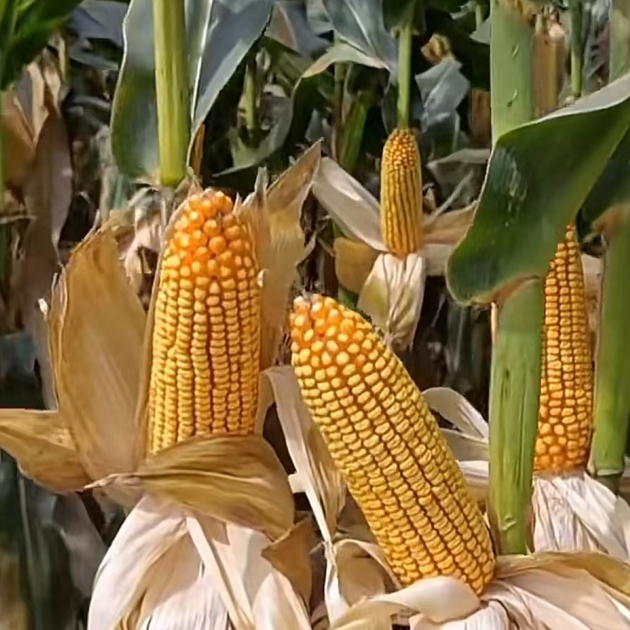 良玉99号1单10袋送玉米种1代➕10亩玉米第一遍叶面肥