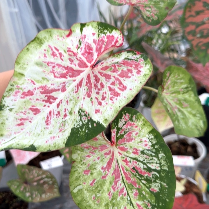 植物泰国彩叶芋阿松凯