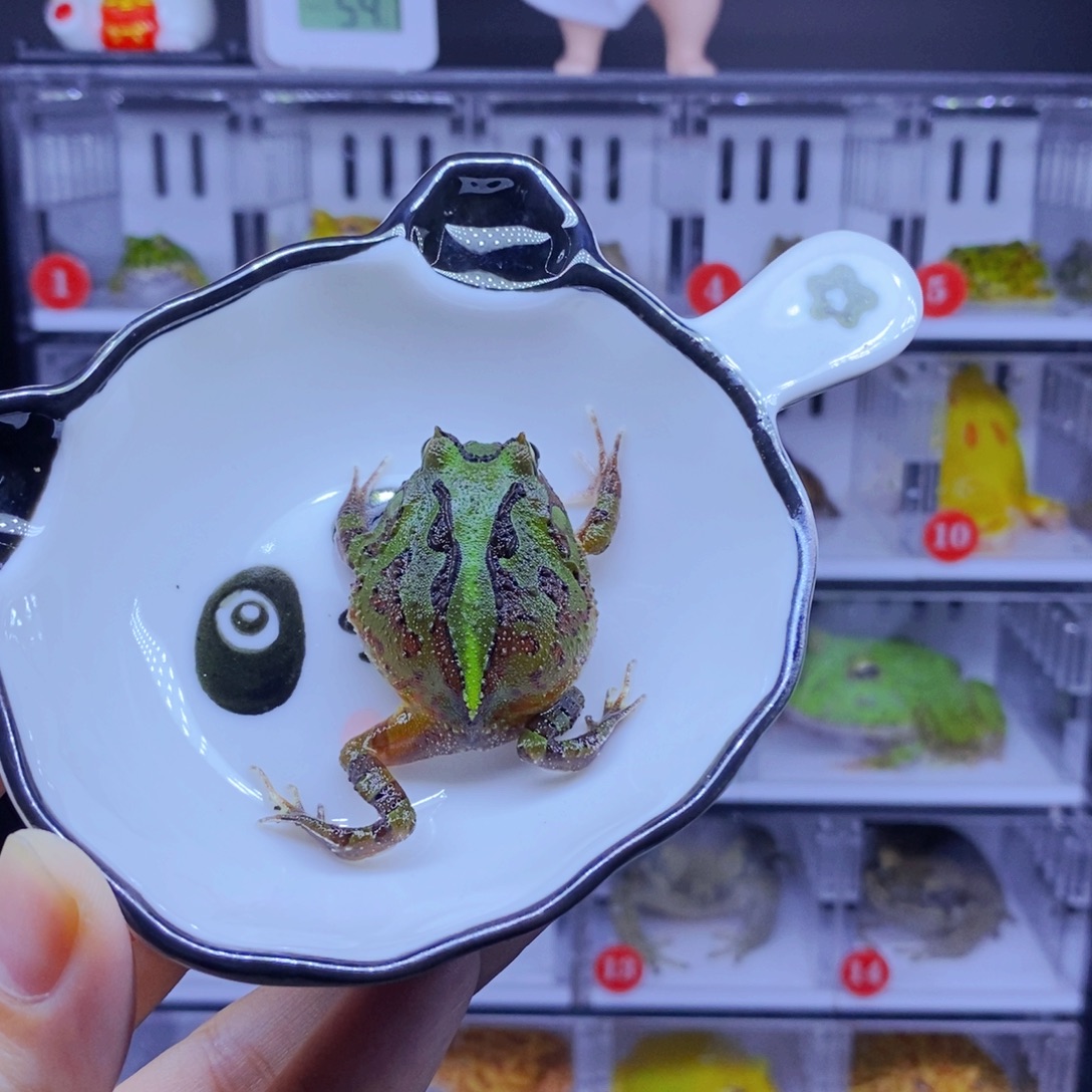 角蛙精品三连纹蝴蝶包邮