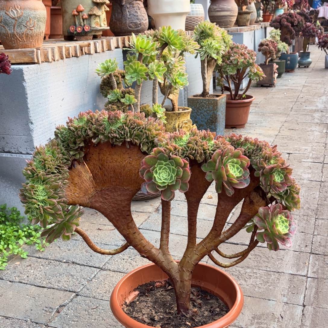 奶白妖桩精品福利活动