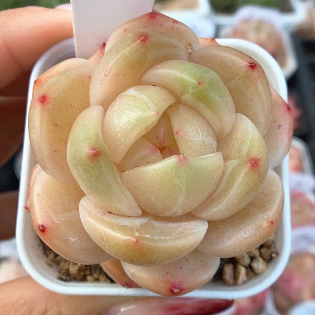 糖心珍妮可拍721号。 