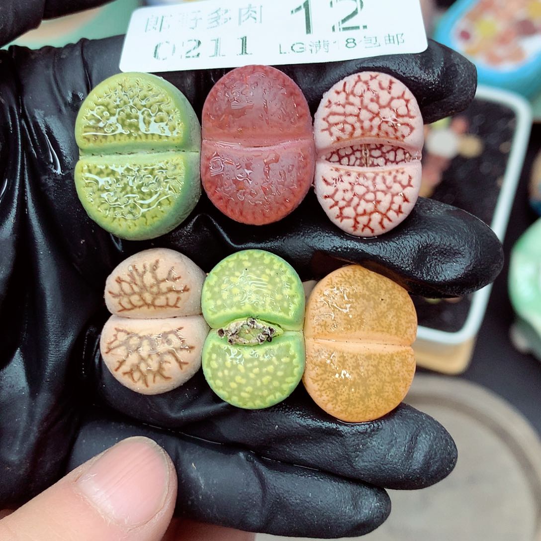 郎哥多肉生石花11-12