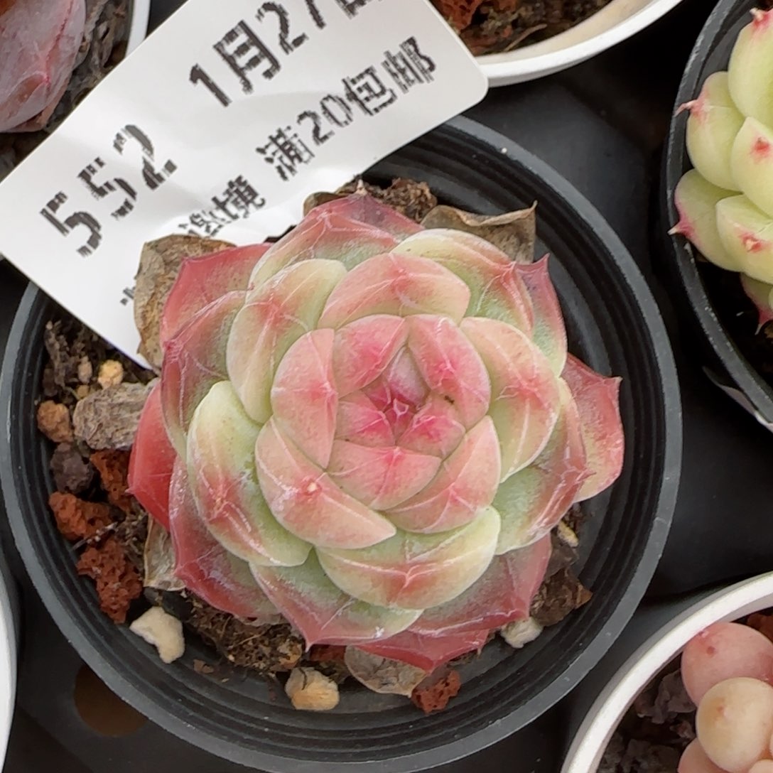 花语逸镜0127-552