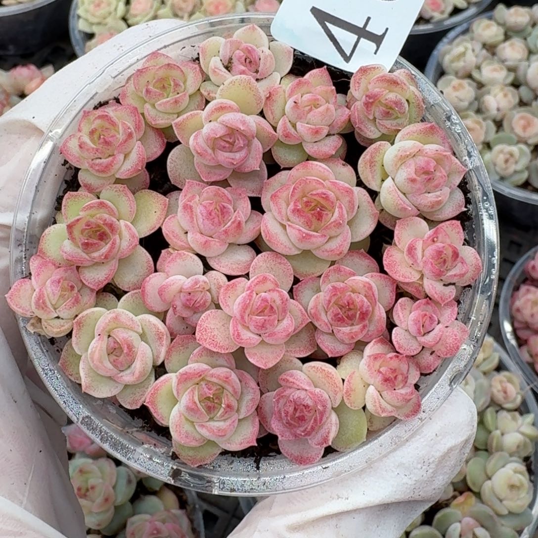 多肉植物多肉植物472