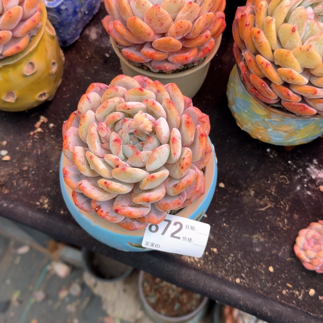 温**月郑州乐橙精品多肉脱土