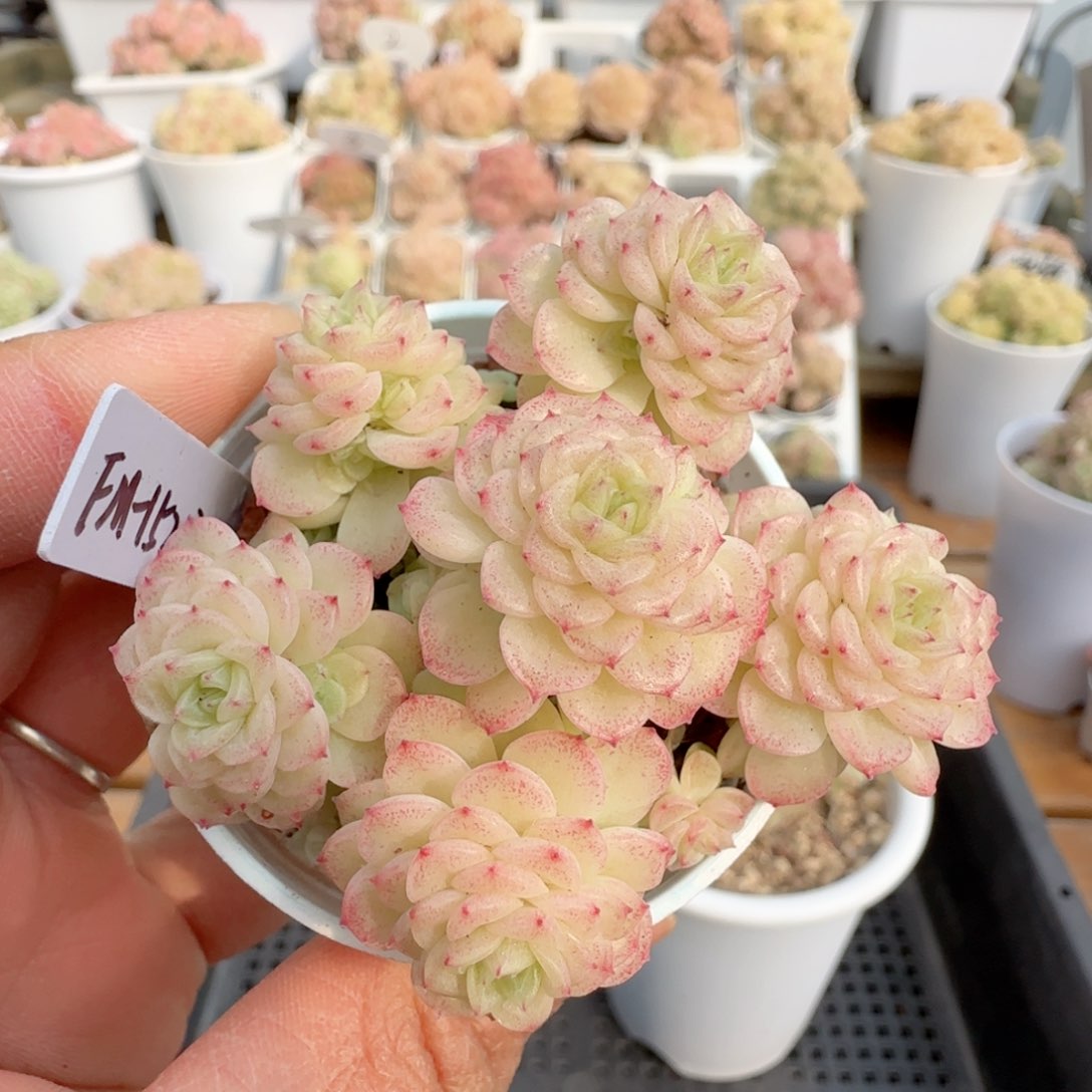 【闪购商品】0209-117（fm-152-2）