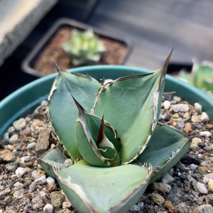 【闪购商品】墨西哥