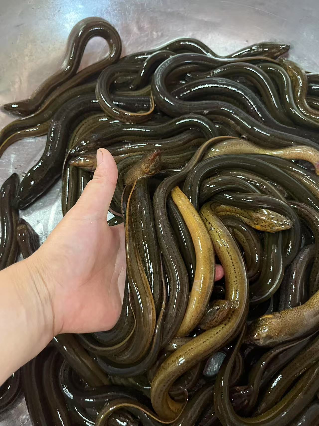 芡河朗，正宗野生鳝鱼。鲜活宰杀，江浙沪皖顺丰包邮。