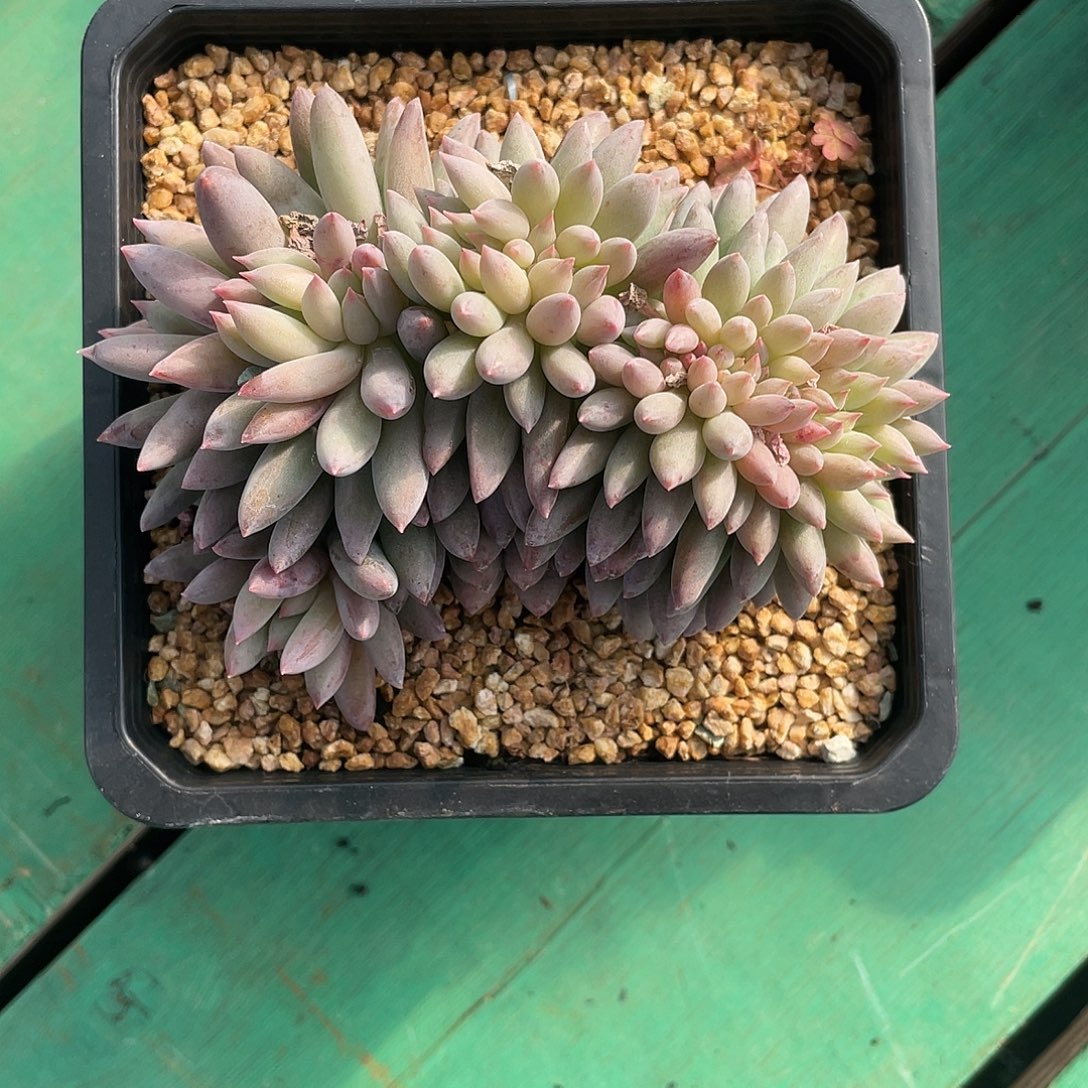 多***选所罗门缀化一颗一物一拍