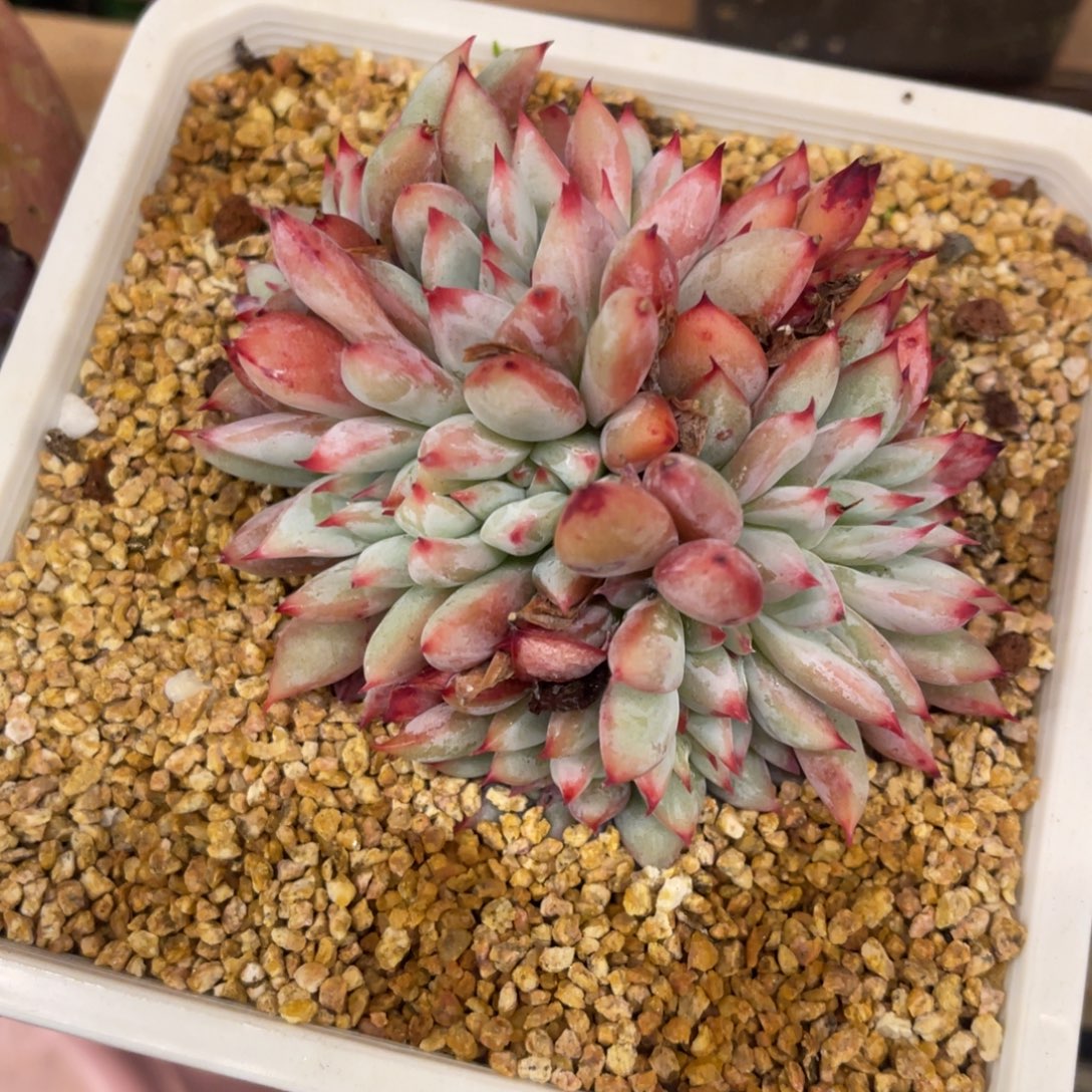 国****8668686868686857766868