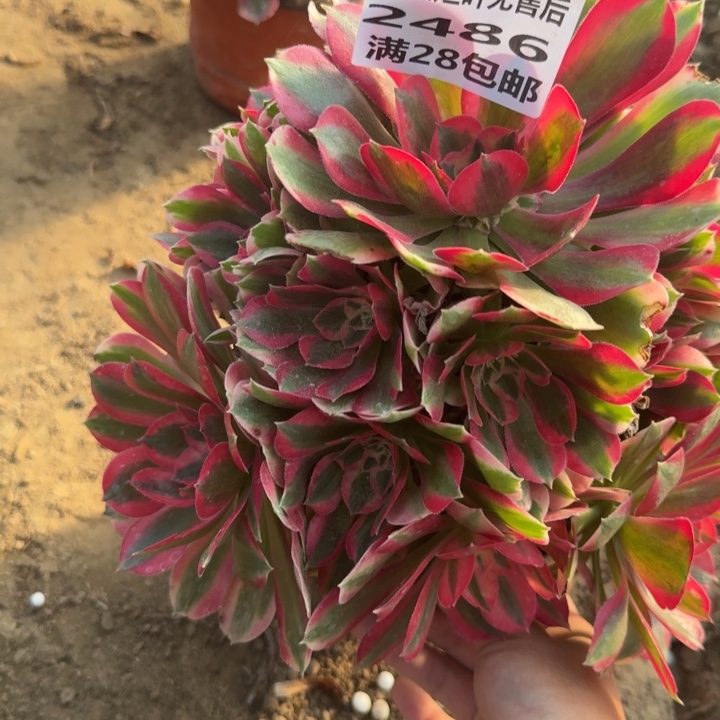 2486二号棚妖月多肉