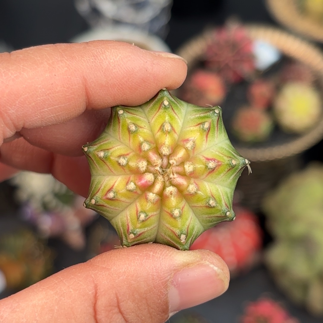 m***y泰系米哈新花友福利寄养