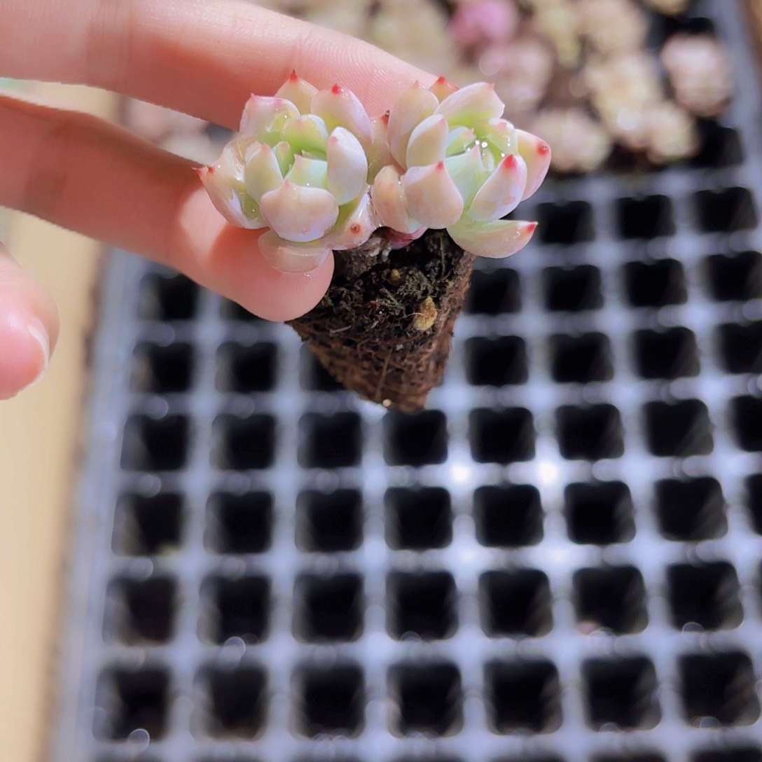 小穴苗霜花2米2颗