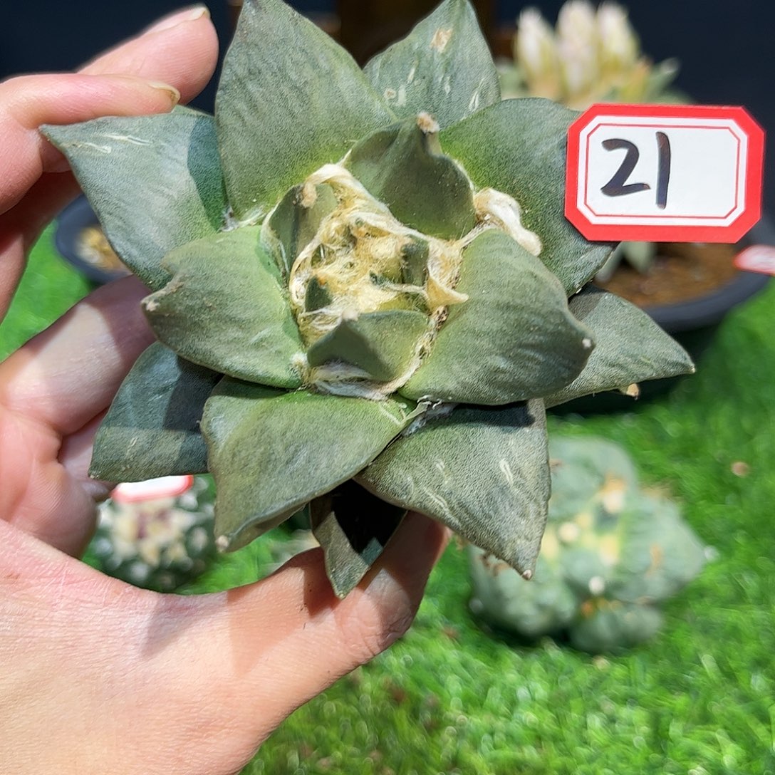 21号实生龙牙牡丹杂