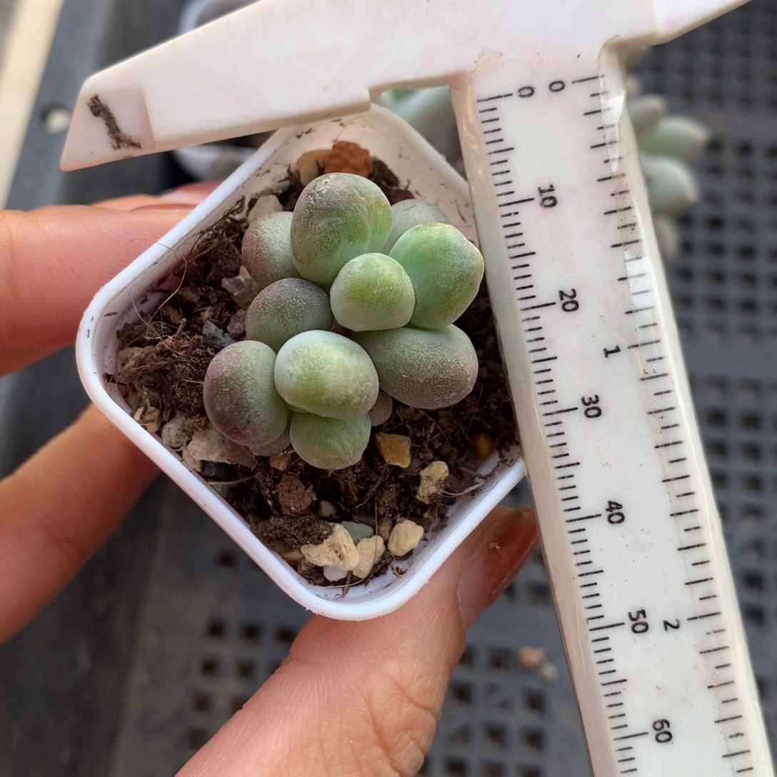 乌里韦亚 小书肉奶酪多肉 