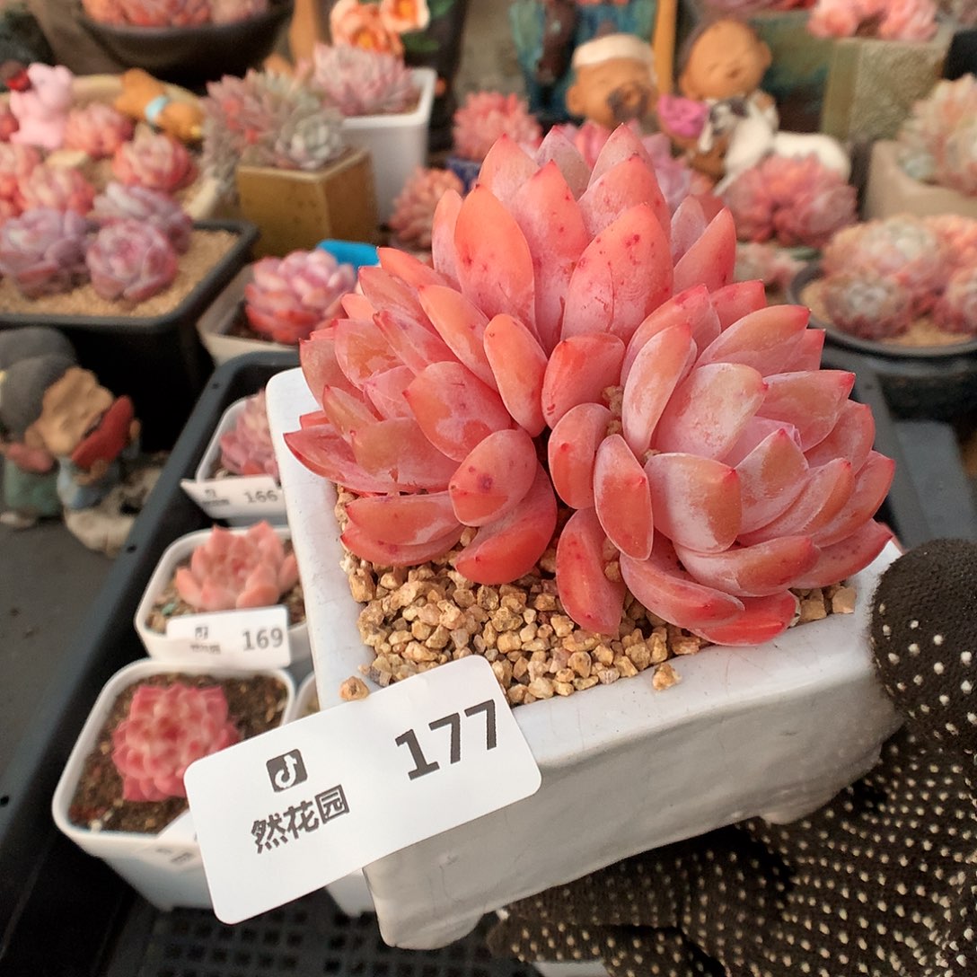 177雪天使多肉植物6666