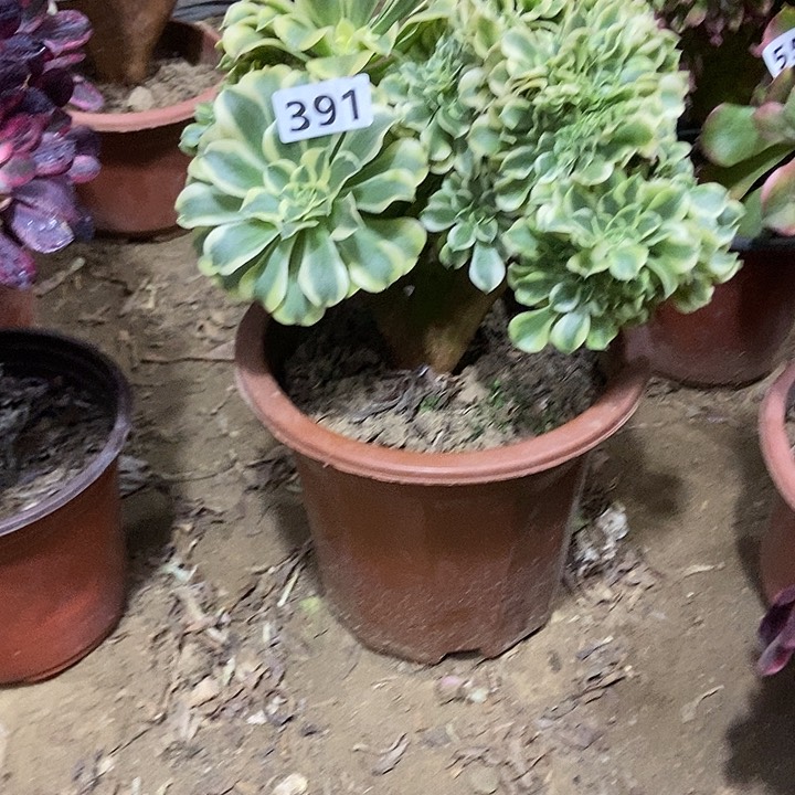 391绿豆沙缀化老板子法师