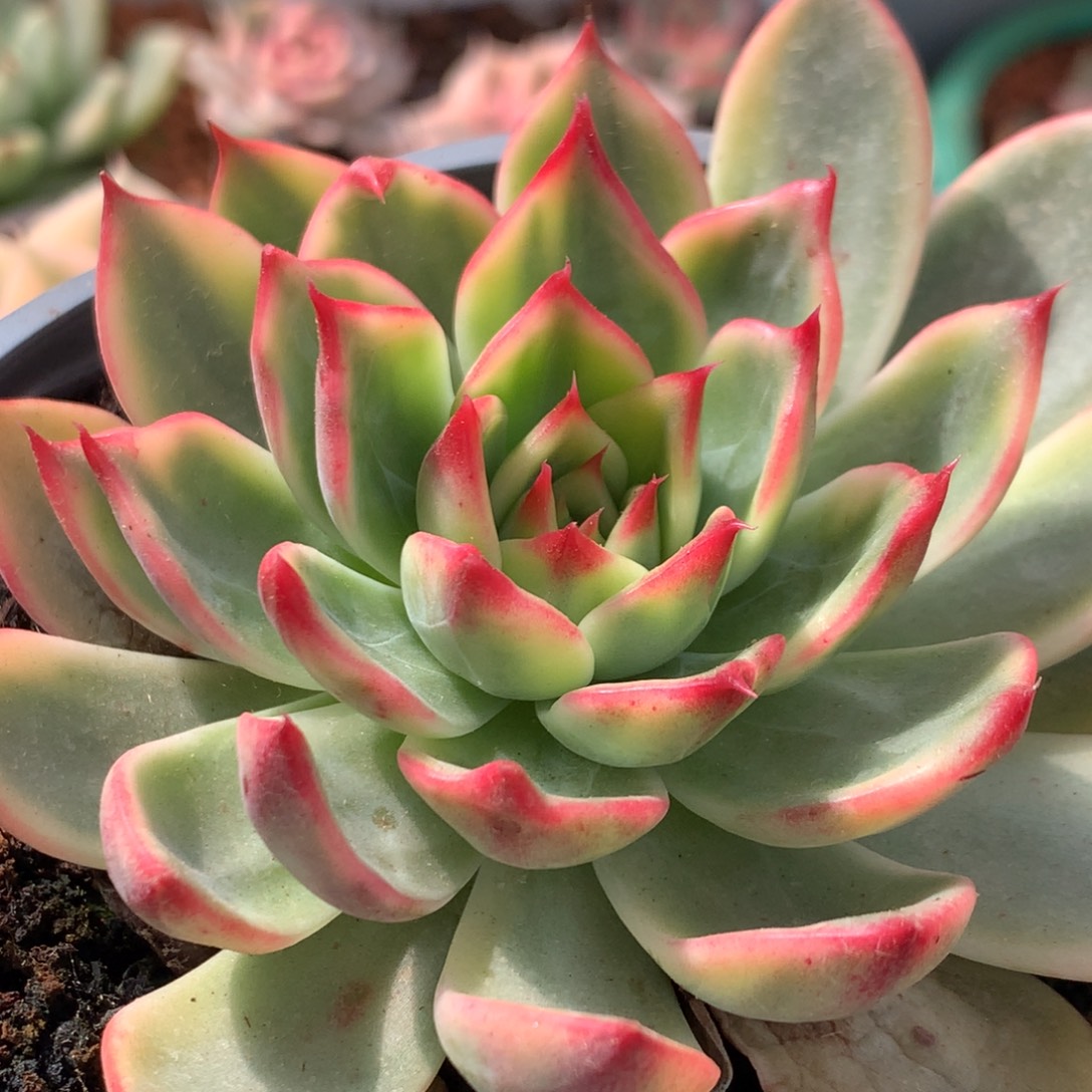 桃花姐姐姐姐姐姐姐姐