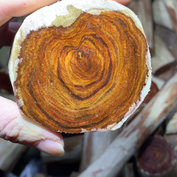 花梨木类海南黄花梨