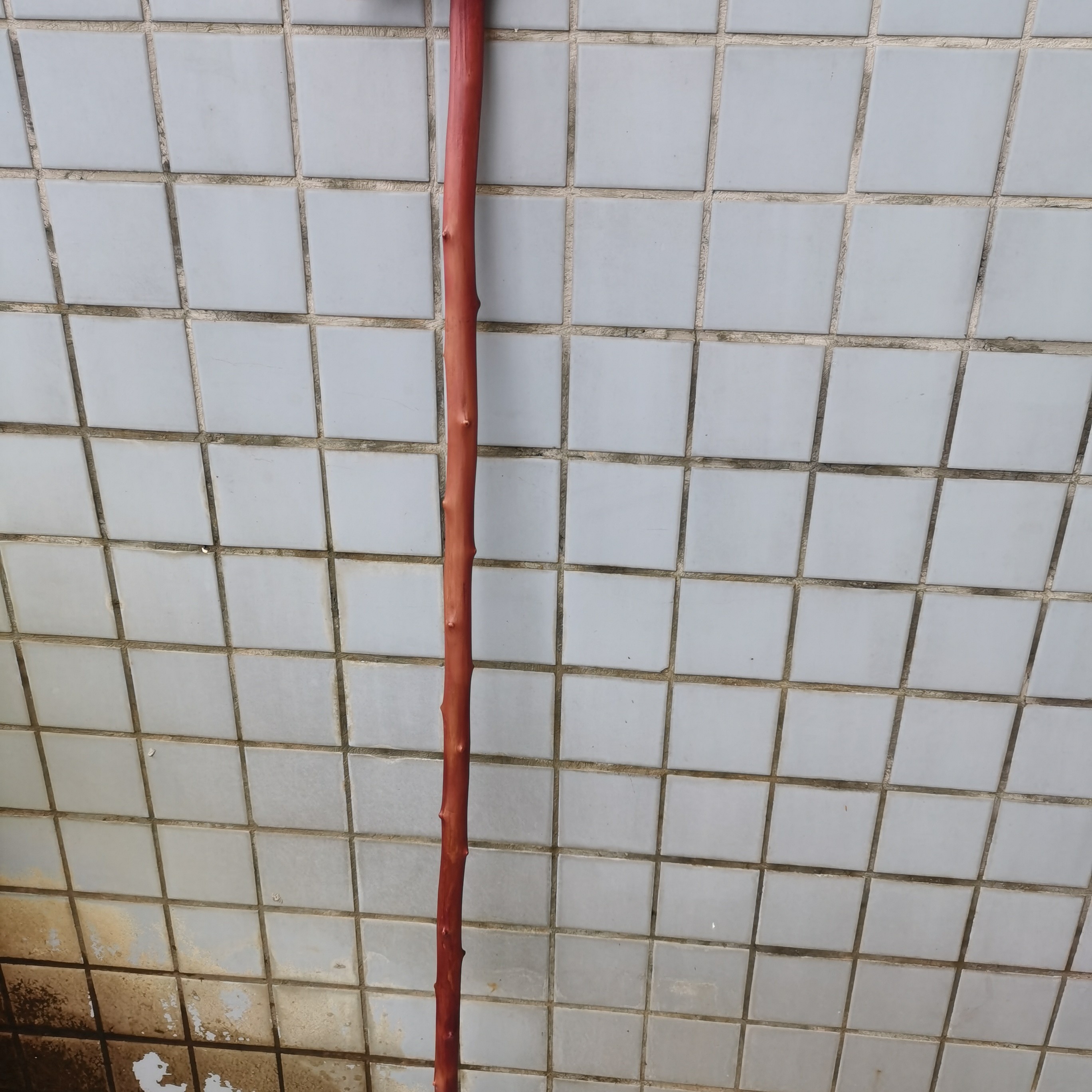 82号纯手工制作红刺刺拐杖