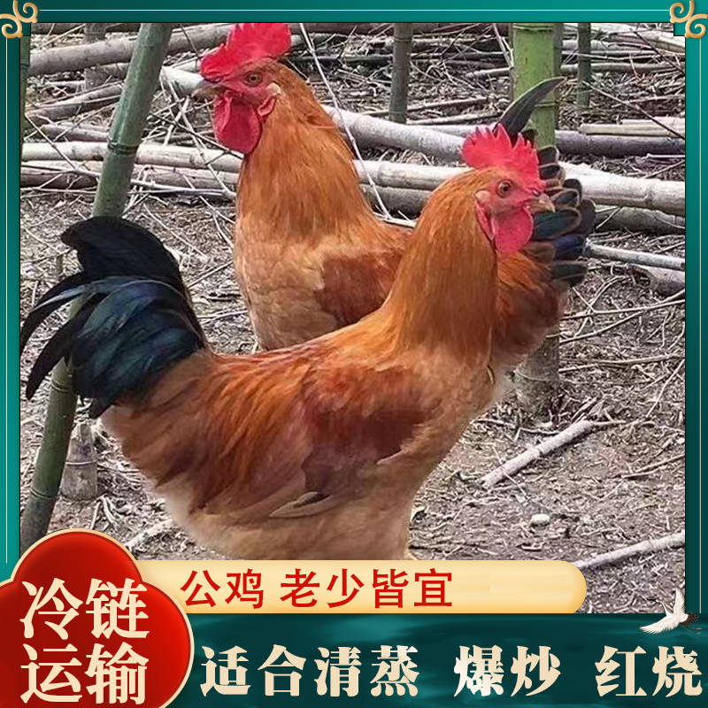 【花花】 农家放养土公鸡肉质鲜嫩 4只 净重10-11斤