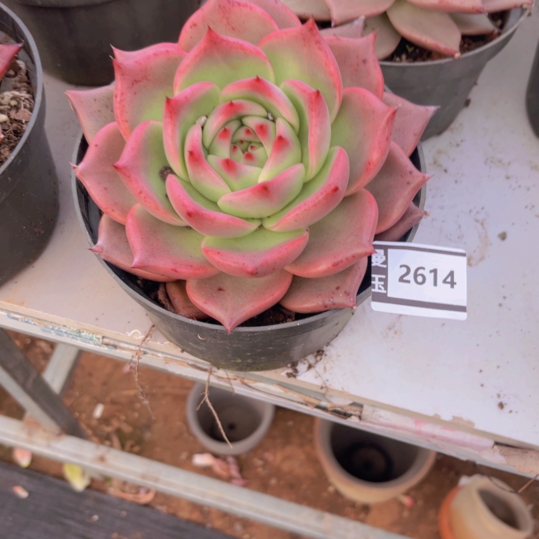 皮蛋多肉植物2614