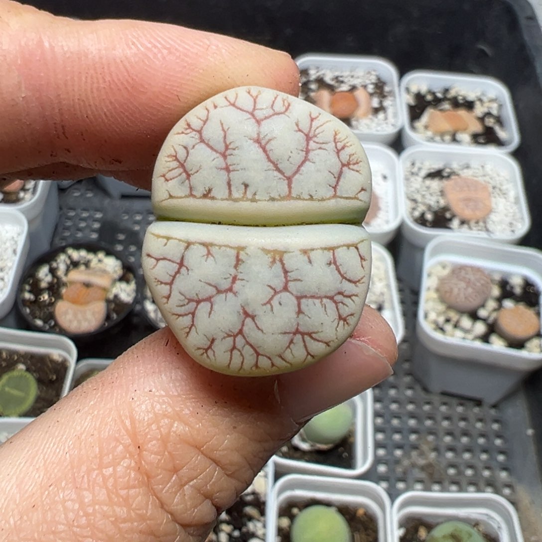 【闪购商品】610……