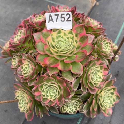 过***天752海王22厘米左右