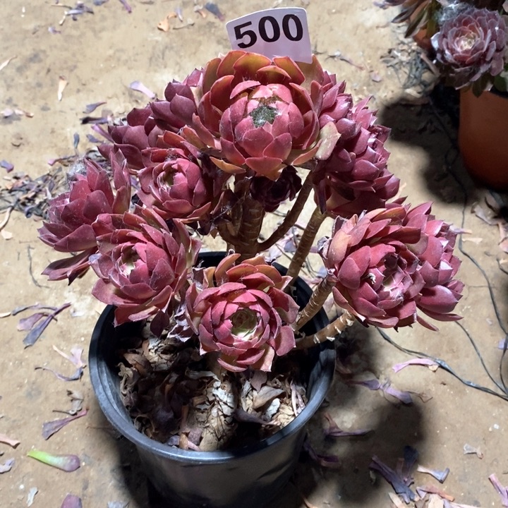 法师植物一物一拍500