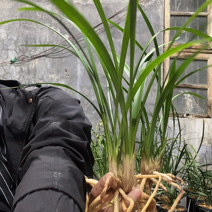 彬***哥完全开放生态建兰