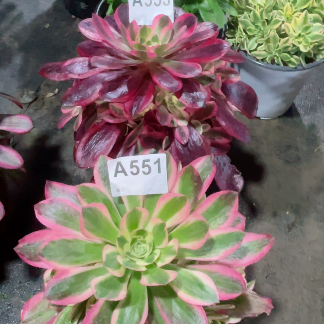 美杜莎553女巫 551