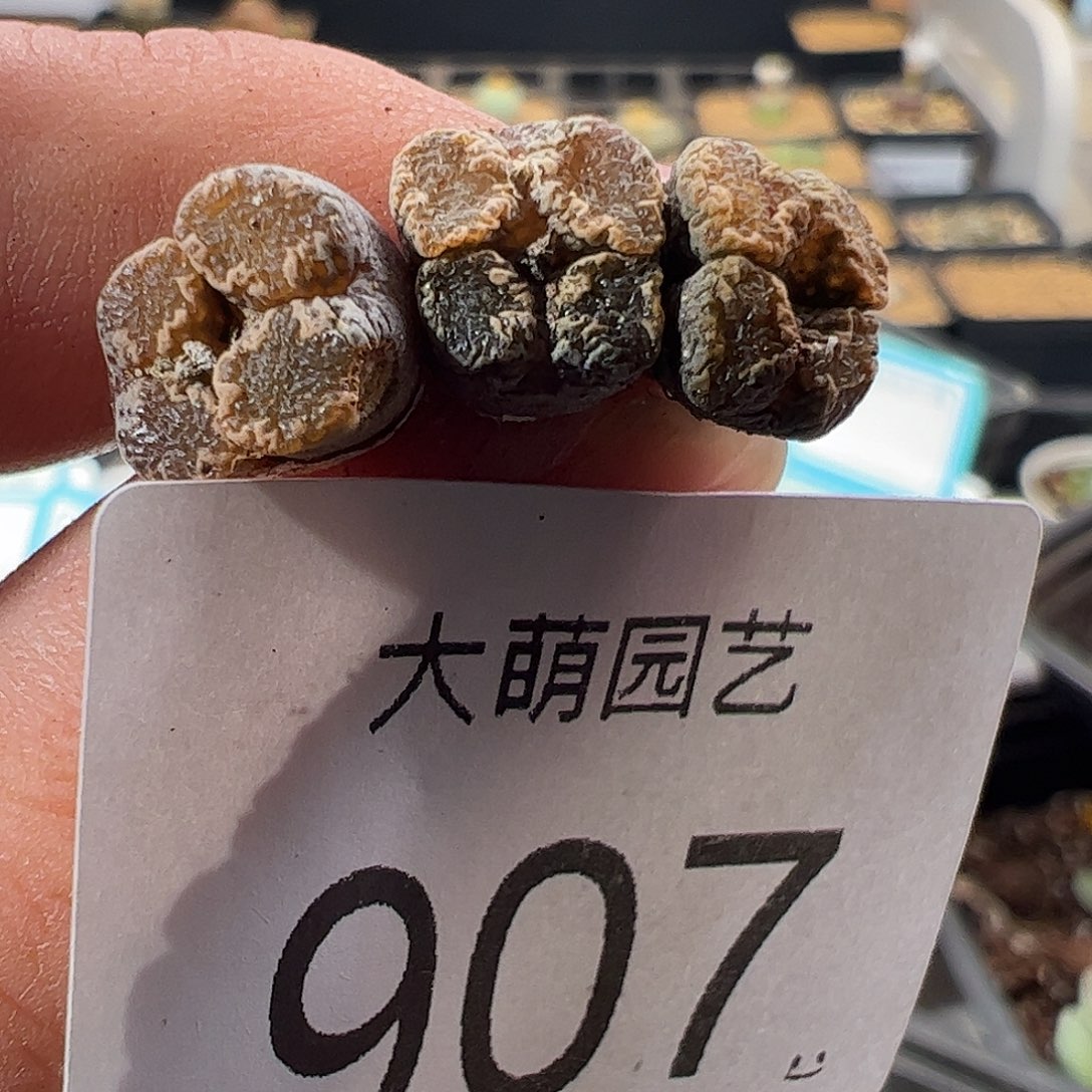 一物一拍。     907