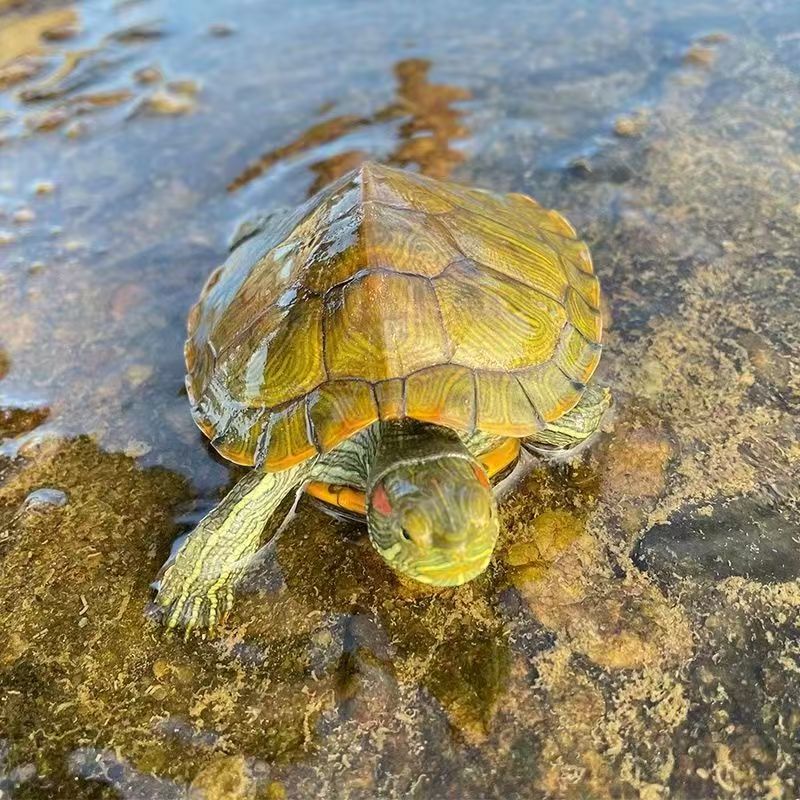 直播间链接一物一拍宠物火焰锦龟草龟乌龟活物签收后包风险三天