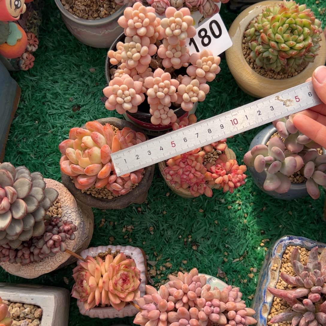 一****?180 多肉植物组合盆栽
