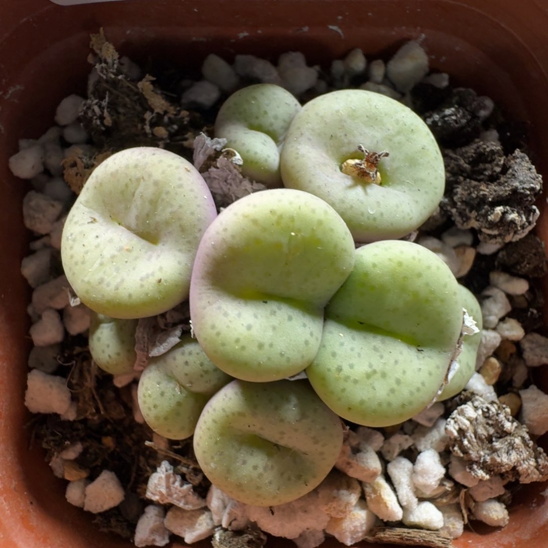 3161。肉锥群一颗