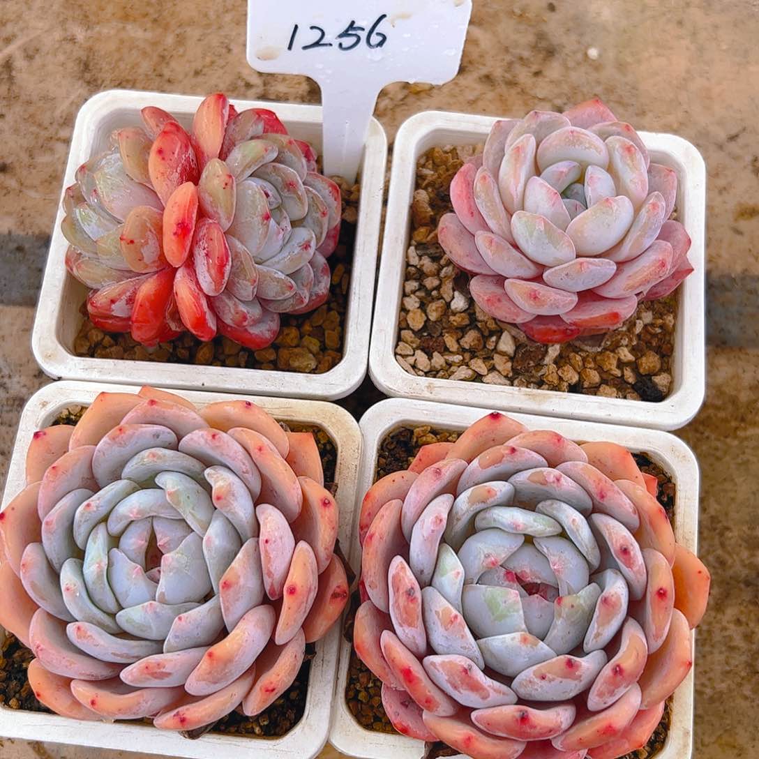 韩橙四颗1256号一物一拍