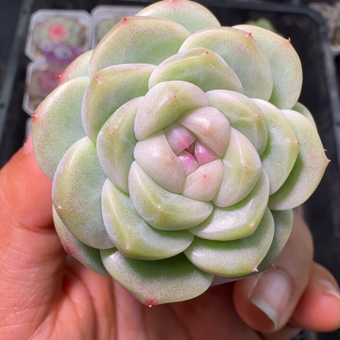 B3财富开播福利二十包邮