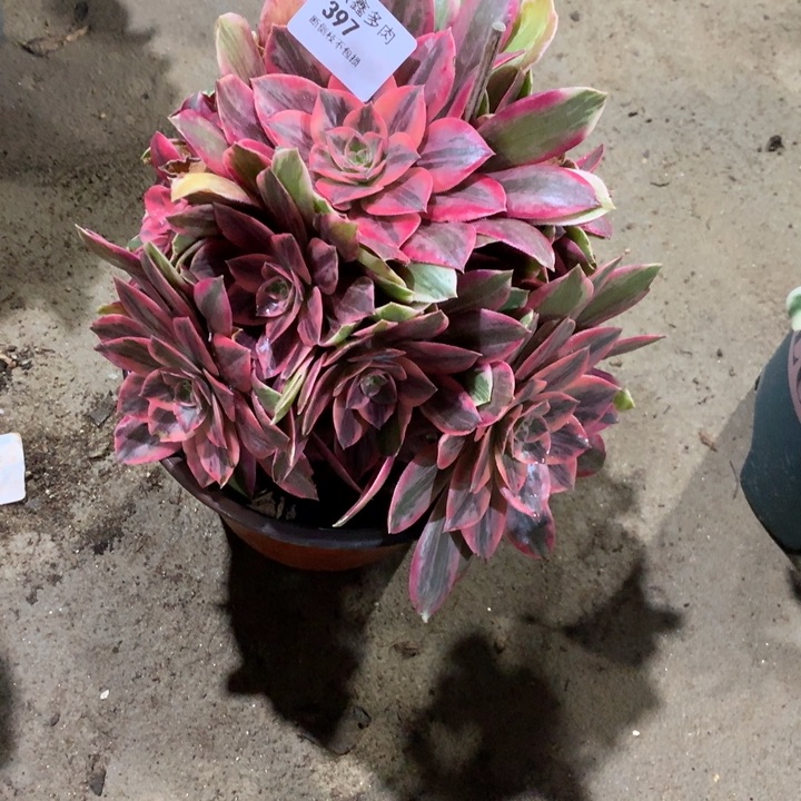 397浣纱多肉植物