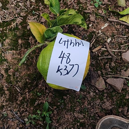 G***g小黄金哈哈嗝好好规划和刚刚好