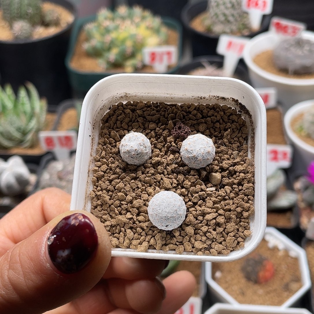 实生三颗大玉白鸟仙人球