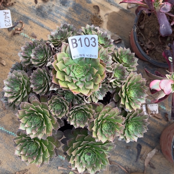 红魔多肉植物103多肉