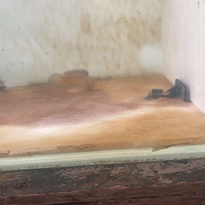 海水鱼黄金雷龙鱼！