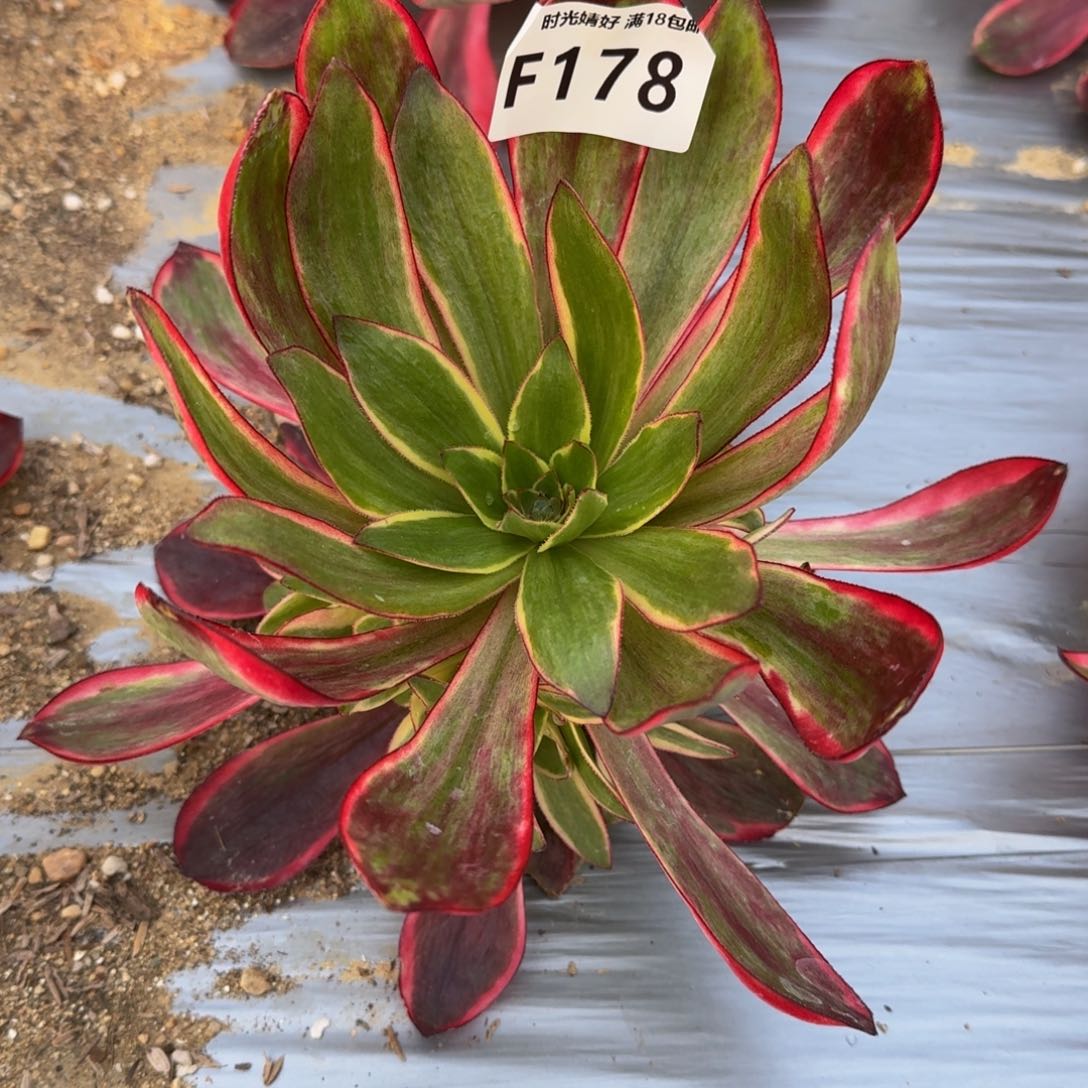 178红魔女多肉植物