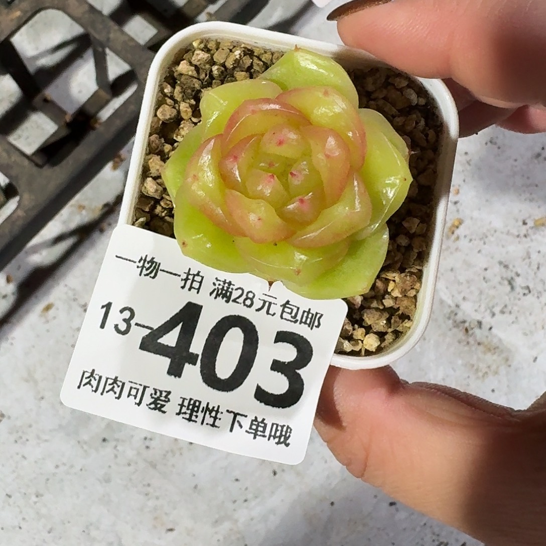 玉芷无盆土发货无