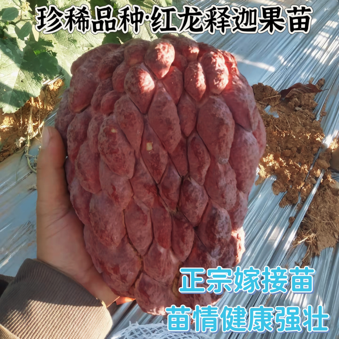 新品正宗澳洲红龙释迦苗红皮白肉嫁接苗珍贵庭院高产果树苗大果