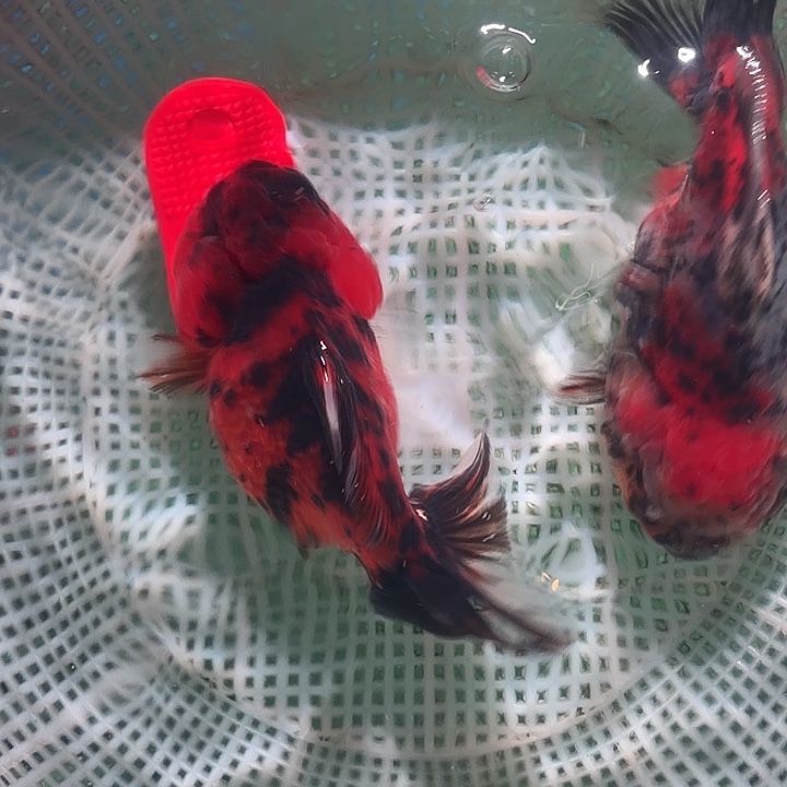 金鱼52号尺寸9-12区间