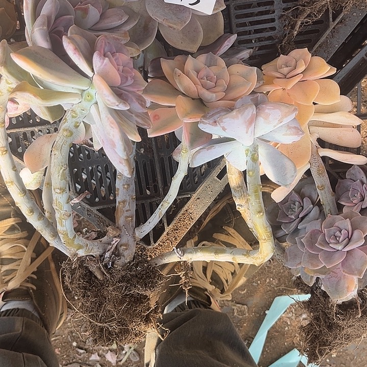 开***花紫乐景13号多肉植物