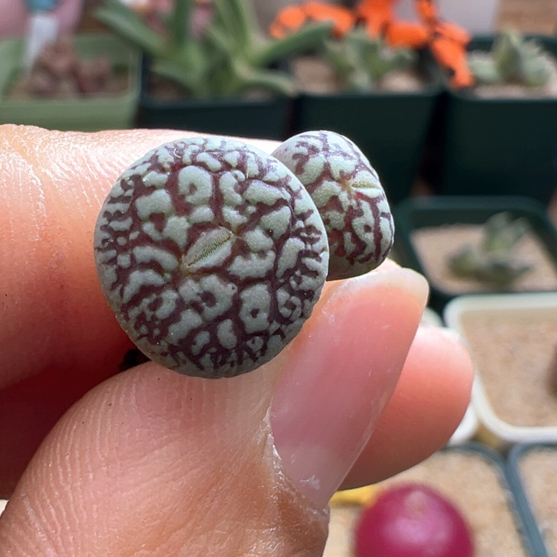 685。青蛙种源超墨 多肉