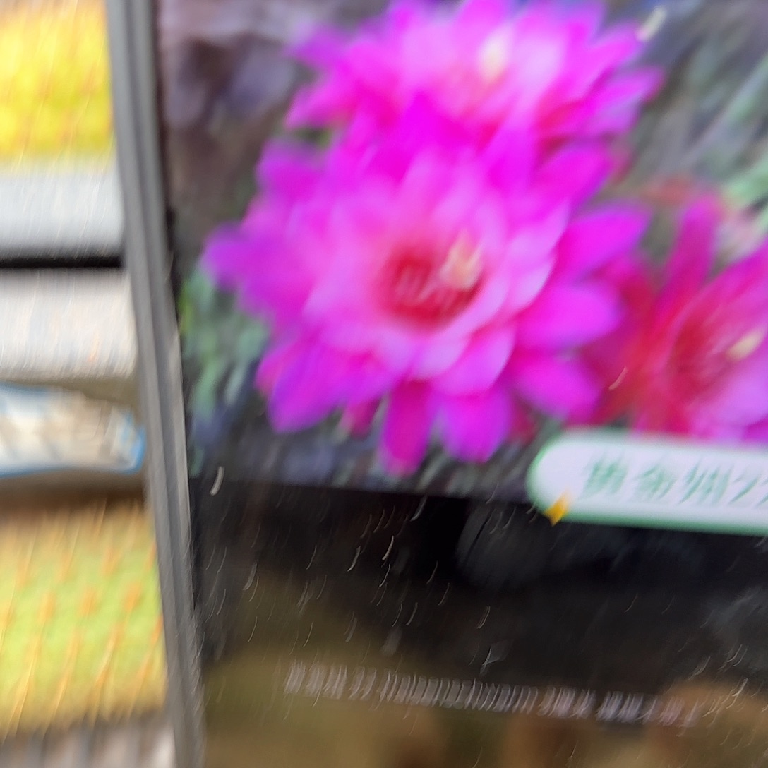 金妞22号仙人球20包邮7